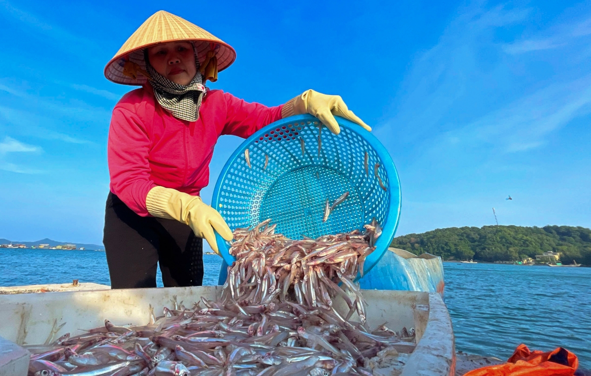 Ngư dân “hốt bạc” trong mùa cá cơm trên đảo